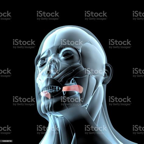 3d Illustration Of The Risorius Muscles On Xray Musculature Stock Photo