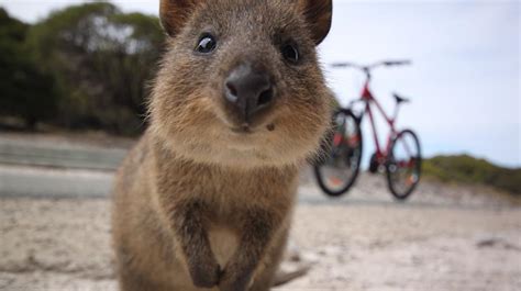 Animal Qui Commence Par A En Anglais - Le quokka, l'animal roi du selfie en Australie