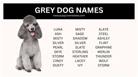 Coat Color Puppy Name Ideas