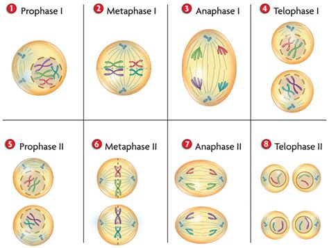 Meiosis occurs in eukaryotic organisms that reproduce sexually. Blog Archives