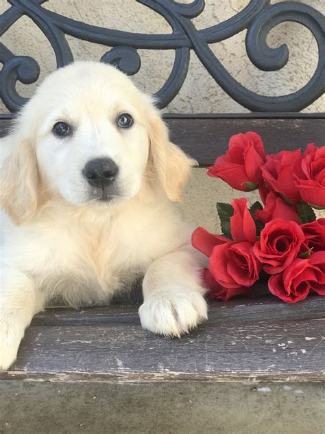 The information on this web page should answer many of your questions about our adoption. AKC Golden Retriever puppies | Golden Retriever Breeder ...