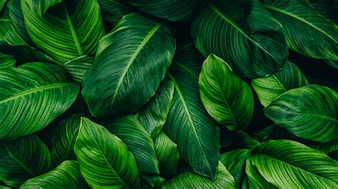 Outdoor Plants Green And White Aesthetic