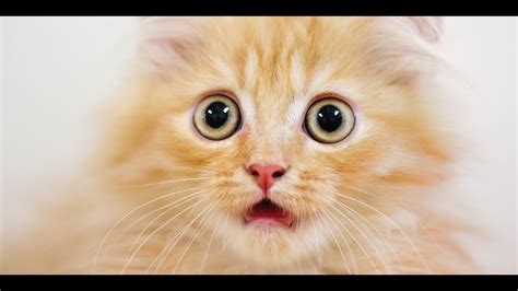 Cat With Fever Symptoms Cat Meme Stock Pictures And Photos
