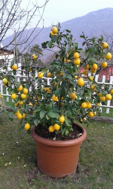 The Truth About An Indoor Lemon Tree Hint It Belongs Outdoors Artofit