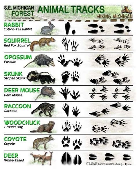 Printable Animal Tracks Guide