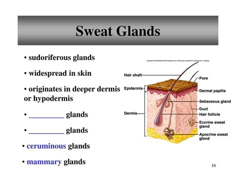 Chapter 6 Skin And The Integumentary System Ppt Download
