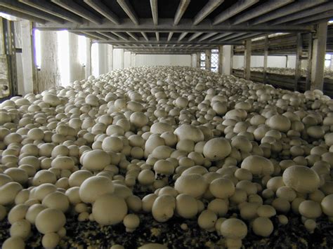 When growing mushrooms indoors, indirect light or a fluorescent lamp will be enough. Growing Mushrooms: March 2013