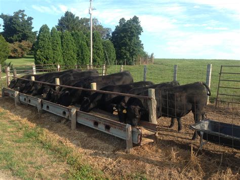 Beef Cattle Farming Takes New Directions Kentucky Living