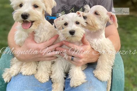 Schnoodles Girl Schnoodle Puppy For Sale Near Charlotte North