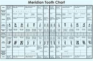 Understanding The Meridian Tooth Chart Best Toothpaste
