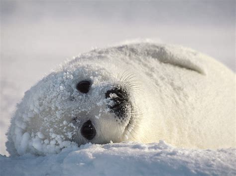 Harp Seal Cute Animal Interesting Facts And Images The Wildlife