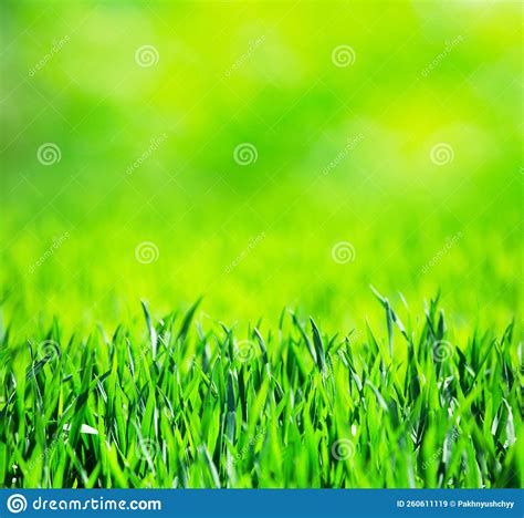 Grass Texture From A Field Stock Image Image Of Spring 260611119