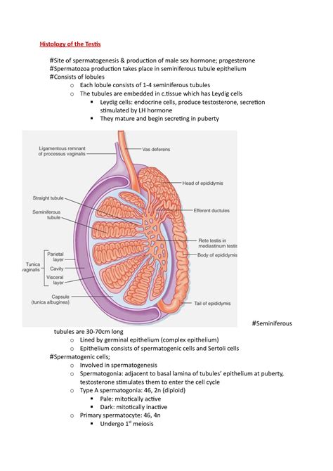 Histology Of The Testis Histology Of The Testis Site Of