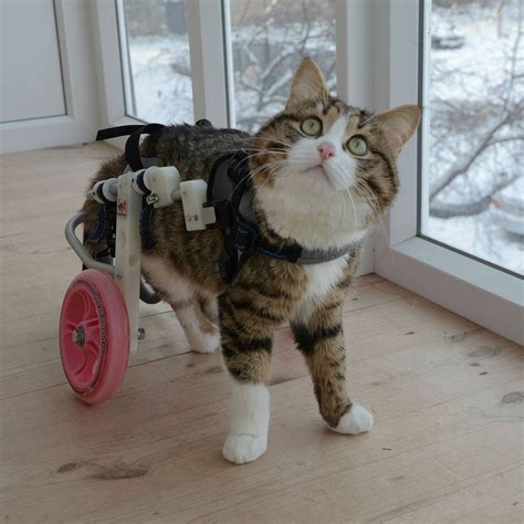 Rexie Is A Disabled Cat Who Lives Life To The Fullest
