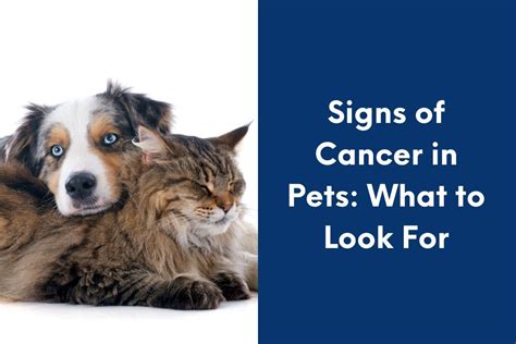 Signs Of Cancer In Pets What To Look For Blog