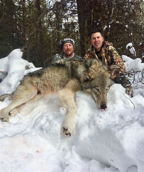 Guided Wolf Hunting Trips In Montana Linehan Outfitting