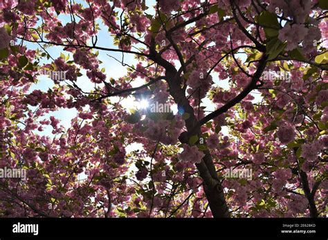 Cherry Blossoms Brooklyn Botanical Garden Stock Photo Alamy