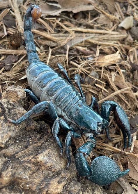 Emperor Scorpion For Sale Snakes At Sunset