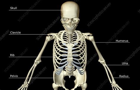 The Bones Of The Upper Body Stock Image F0016702 Science Photo