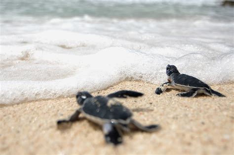 Sea Turtle Nesting Beaches See Turtles