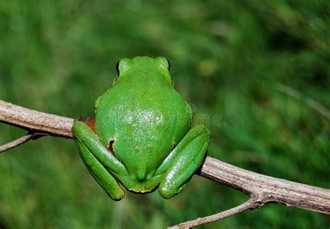 Frog S Perspective Stock Image Image Of Relax Wildlife 8031003