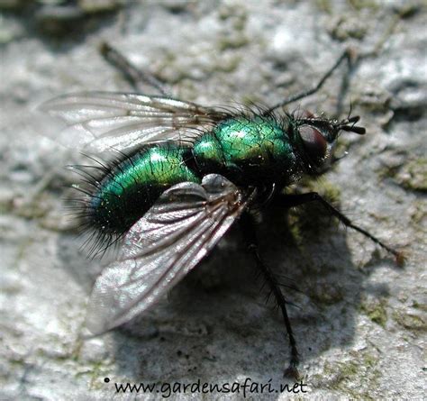 Green insect with wings uk. Bright Metallic Green Flying Insect | Mice