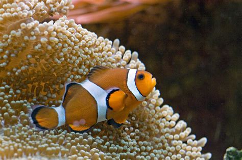 Ocellaris Clownfish Fish Species Profile
