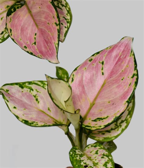 Aglaonema Pink Star Onlyplants