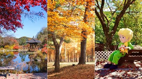 Experience Fall In Nami Island Garden Of Morning Calm And Petite France
