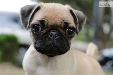 Learn more about dfw pug rescue in grapevine, tx, and search the available pets they have up for adoption on petfinder. Pug puppy for sale near Dallas / Fort Worth, Texas | a5a1b263-eed1