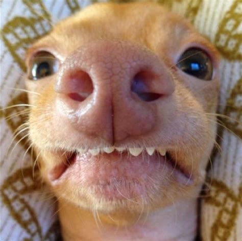 24 Animals Who Take Better Selfies Than You
