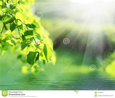 Green Leaves With Sun Ray Stock Image Image Of Botanical 14449327
