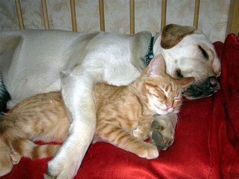 23 Dogs And Cats Sleeping Together Are So Cute Youll Melt
