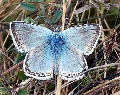 Common Blue And Chalkhill Blue Broadcroft Quarry Dorset