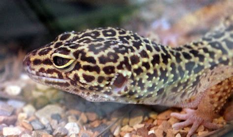Common Leopard Gecko Image Free Stock Photo Public Domain Photo
