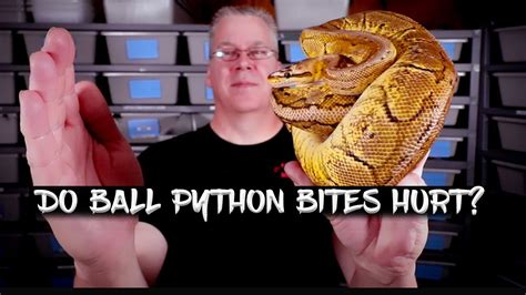 Do Ball Python Bites Hurt Youtube