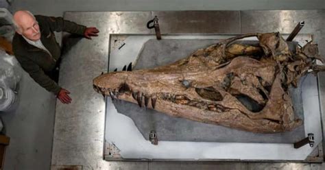 6 Foot Skull Of Giant Reptile That Terrorized Oceans Found Perfectly Preserved At British Beach
