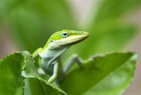 Pictures Green Anoles The Lizard Of Florida Orlando Sentinel
