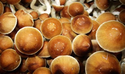 Wiele gatunków grzybów jest powszechnie wykorzystywanych w produkcji żywności (alkohole, pieczywo, sery). Grzyby psylocybinowe najbezpieczniejszym używanym ...