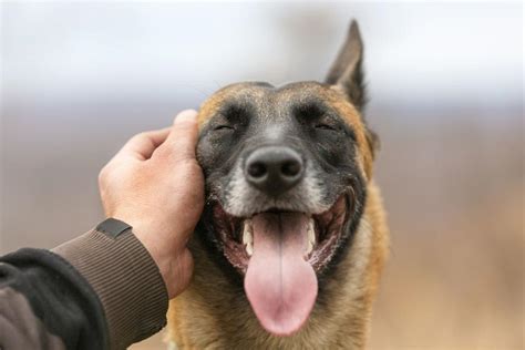 Petting A Dog For Just A Few Minutes Can Reduce Stress And Increase