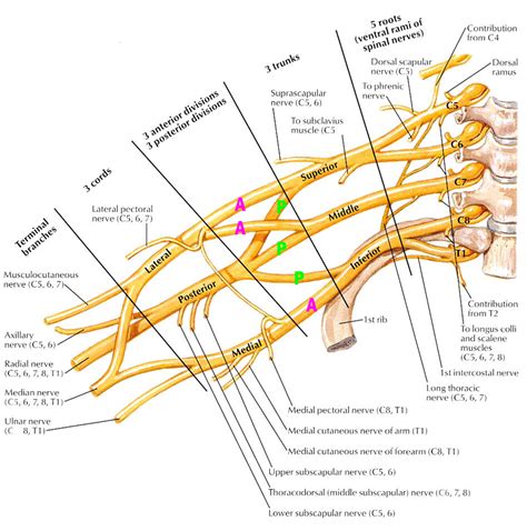 Head collar bone chest bone back bone thigh bone kneecap shoulder blade fingers shin bone thanks for the help x. ANATOMY LECTURE 5 - AXILLA/ARM - Anatomy with Karlos at Harvard Medical School - StudyBlue