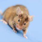 Cats love to hunt small prey and will often bring home what they catch. Why Do Cats Torture Mice? - Pets