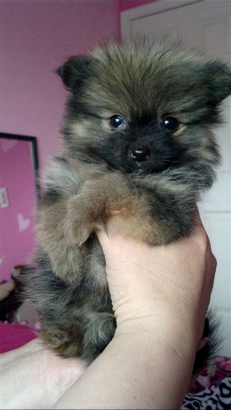 Wolf Sable Pomeranian Puppies For Sale Pets Lovers
