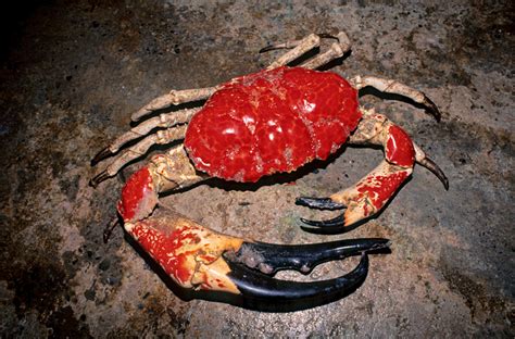 Did you scroll all this way to get facts about deep sea lobster ? The Best Time Of The Day Blog: ROCK LOBSTER