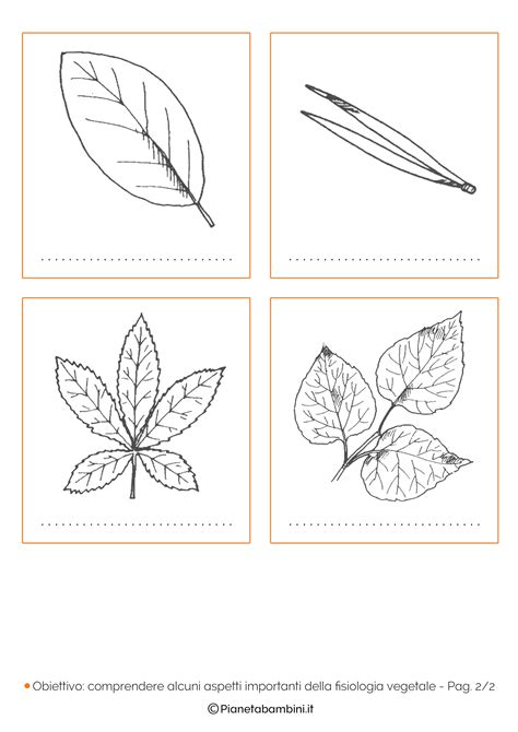 Classificazione Delle Foglie Schede Didattiche Da Stampare