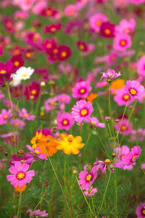 How To Grow And Care For Cosmos Flowers Gardeners Path 2023