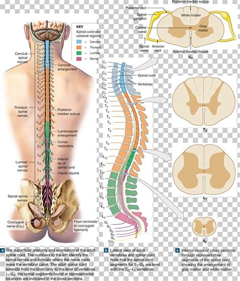 Spinal Column Anatomy With Nerves Hot Sex Picture