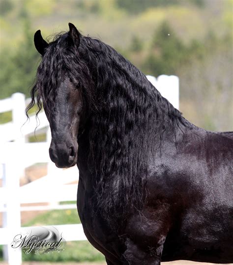 Majestic Black Friesian Horse Dressage Show Performace Andalusian