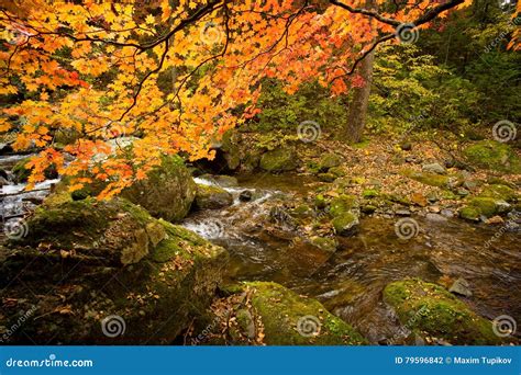 Fall Forest Stream Elomovsky With Red Maple Trees In Russian Primorye