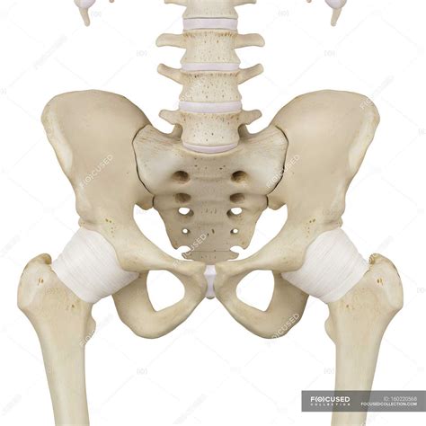 Anatomy Of Human Pelvic Bone Poster By Stocktrek Imag
